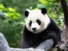 El mundo del panda se reduce El mundo del panda