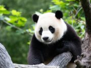 El mundo del panda se reduce El mundo del panda