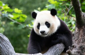 El mundo del panda se reduce El mundo del panda