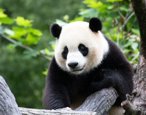 El mundo del panda se reduce El mundo del panda