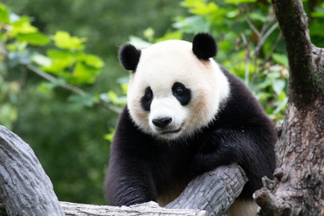 El mundo del panda