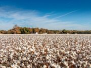Algodón, de Inglaterra al mundo