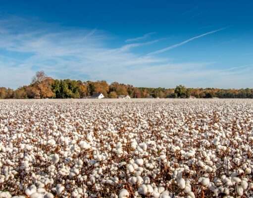 Algodón, de Inglaterra al mundo