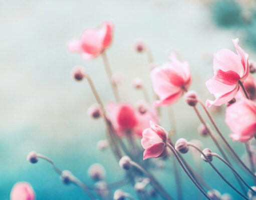 Rosas para todo el mundo