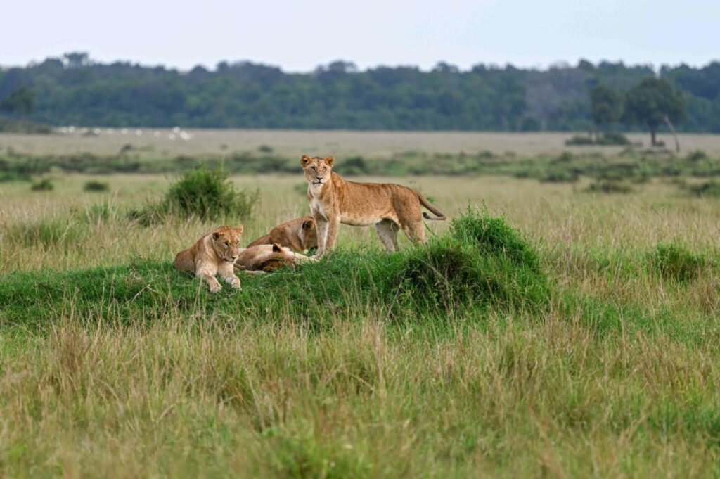 leones