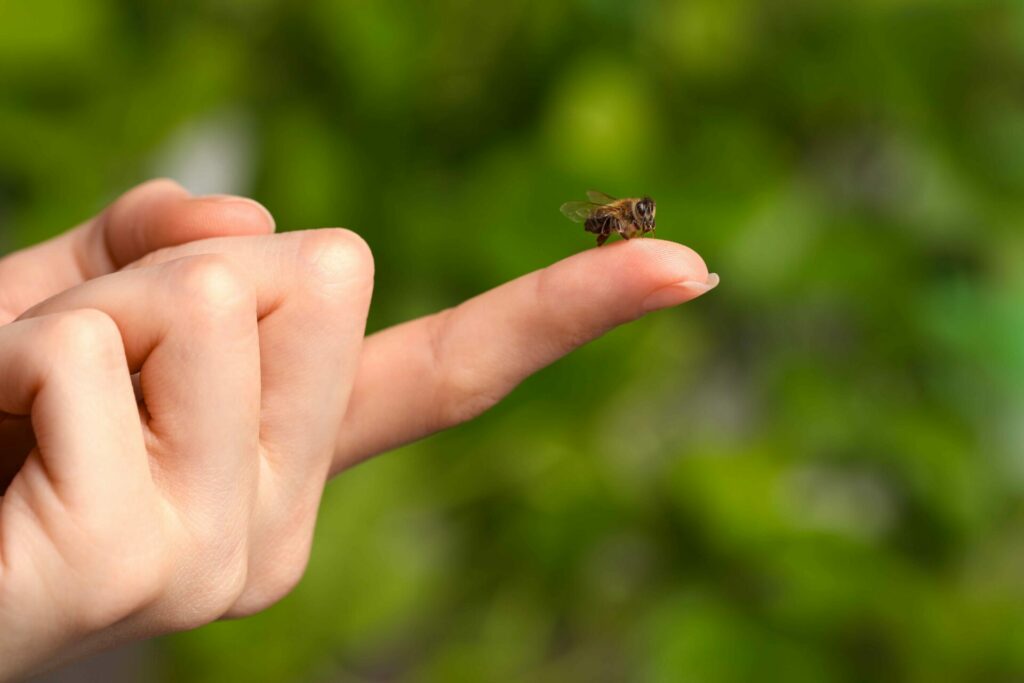 abeja