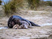 El amor de todas las madres madre