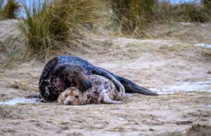 El amor de todas las madres madre