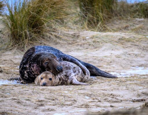 El amor de todas las madres madre