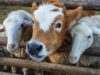 Animales: ¿amigos o comida del hombre? animales