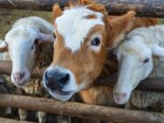 Animales: ¿amigos o comida del hombre? animales