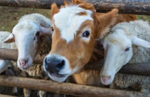 Animales: ¿amigos o comida del hombre? animales