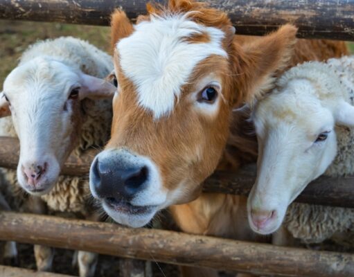 Animales: ¿amigos o comida del hombre? animales
