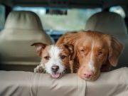 10 consejos para viajar en ruta con tu mascota