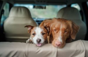 10 consejos para viajar en ruta con tu mascota Revista Selecciones