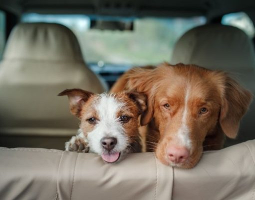 10 consejos para viajar en ruta con tu mascota