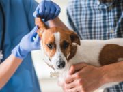 10 secretos que tu veterinario nunca te dirá