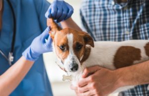 10 secretos que tu veterinario nunca te dirá Revista Selecciones