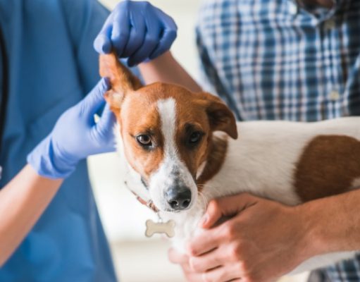 10 secretos que tu veterinario nunca te dirá