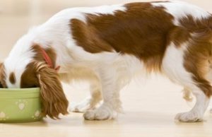 3 datos curiosos sobre los perros Revista Selecciones