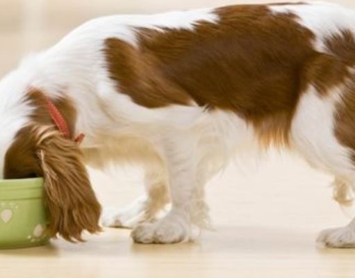 3 datos curiosos sobre los perros