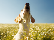 4 formas de hacer que su perro deje de ladrar