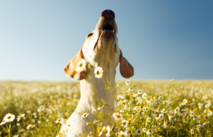 4 formas de hacer que su perro deje de ladrar Revista Selecciones