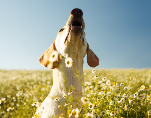 4 formas de hacer que su perro deje de ladrar