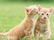 45 cosas que tu mascota no te dice