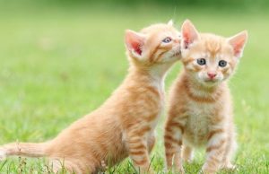 45 cosas que tu mascota no te dice Revista Selecciones