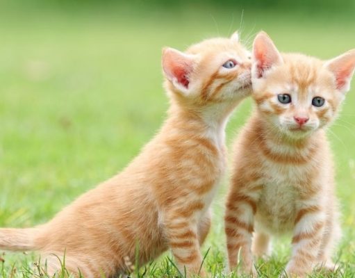 45 cosas que tu mascota no te dice