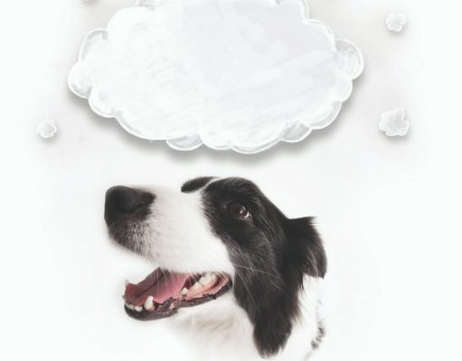 ¿Qué está pensando su perro?