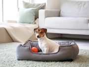 5 ideas originales para cuidar a las mascotas