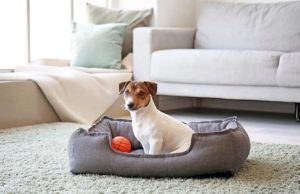 5 ideas originales para cuidar a las mascotas Revista Selecciones