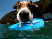 6 animales sorprendentes