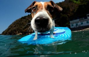 6 animales sorprendentes Revista Selecciones