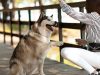 7 técnicas únicas para entrenar a tu perro Revista Selecciones