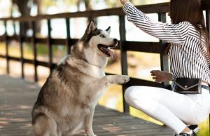 7 técnicas únicas para entrenar a tu perro Revista Selecciones