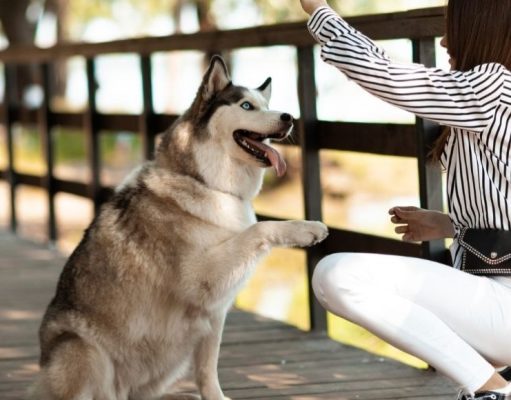 7 técnicas únicas para entrenar a tu perro