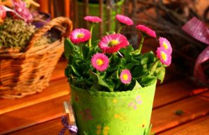 9 formas de cuidar tus plantas de exterior Revista Selecciones