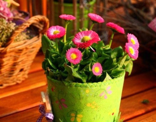 9 formas de cuidar tus plantas de exterior