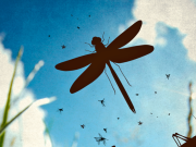 ¿Adónde se fueron todos los insectos?