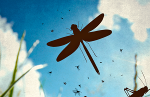 ¿Adónde se fueron todos los insectos? Revista Selecciones