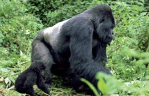 Al rescate de Umoja Revista Selecciones