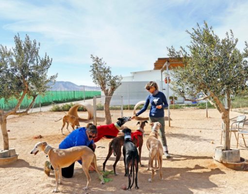 Al rescate del galgo