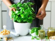 Albahaca: la hierba culinaria italiana por excelencia