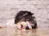 Estos son los alimentos que no deberías darle nunca a tu perro Revista Selecciones
