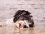 Estos son los alimentos que no deberías darle nunca a tu perro