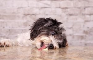 Estos son los alimentos que no deberías darle nunca a tu perro Revista Selecciones