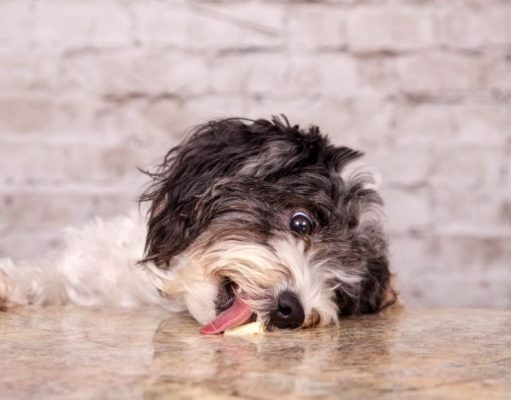 Estos son los alimentos que no deberías darle nunca a tu perro